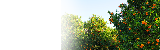 Horticulture Loans - Loan for Horticulture
